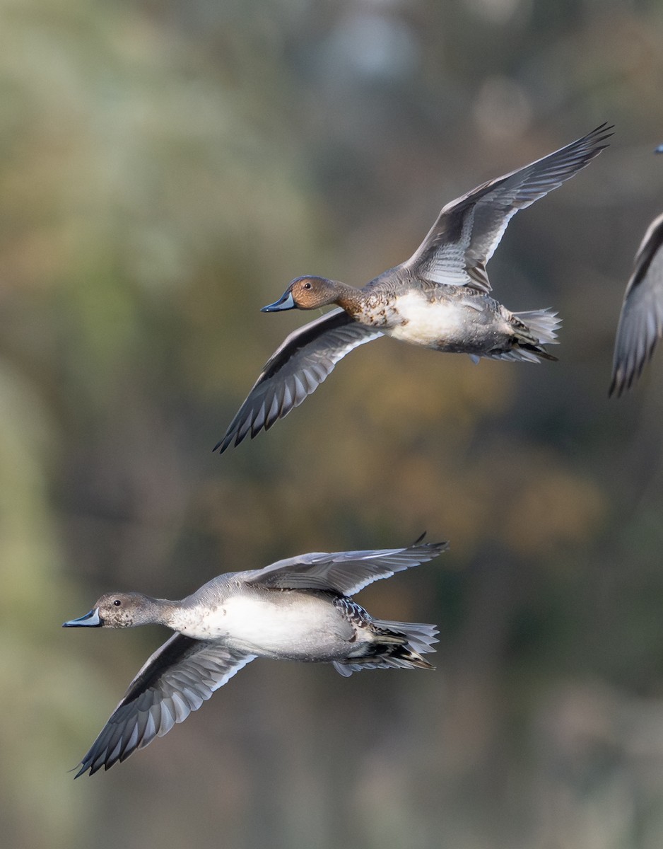 Northern Pintail - ML643261426