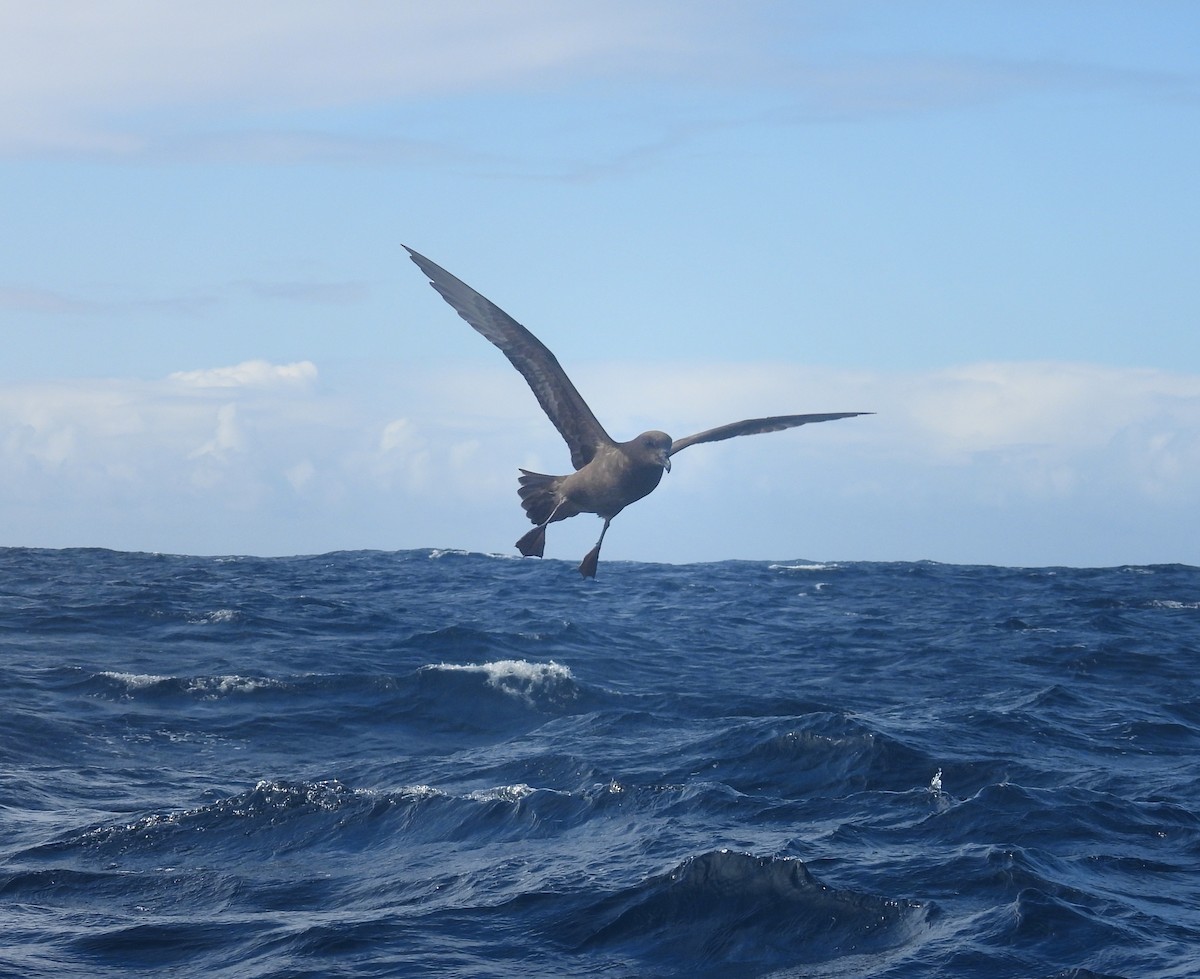 Тайфунник довгокрилий - ML643261447