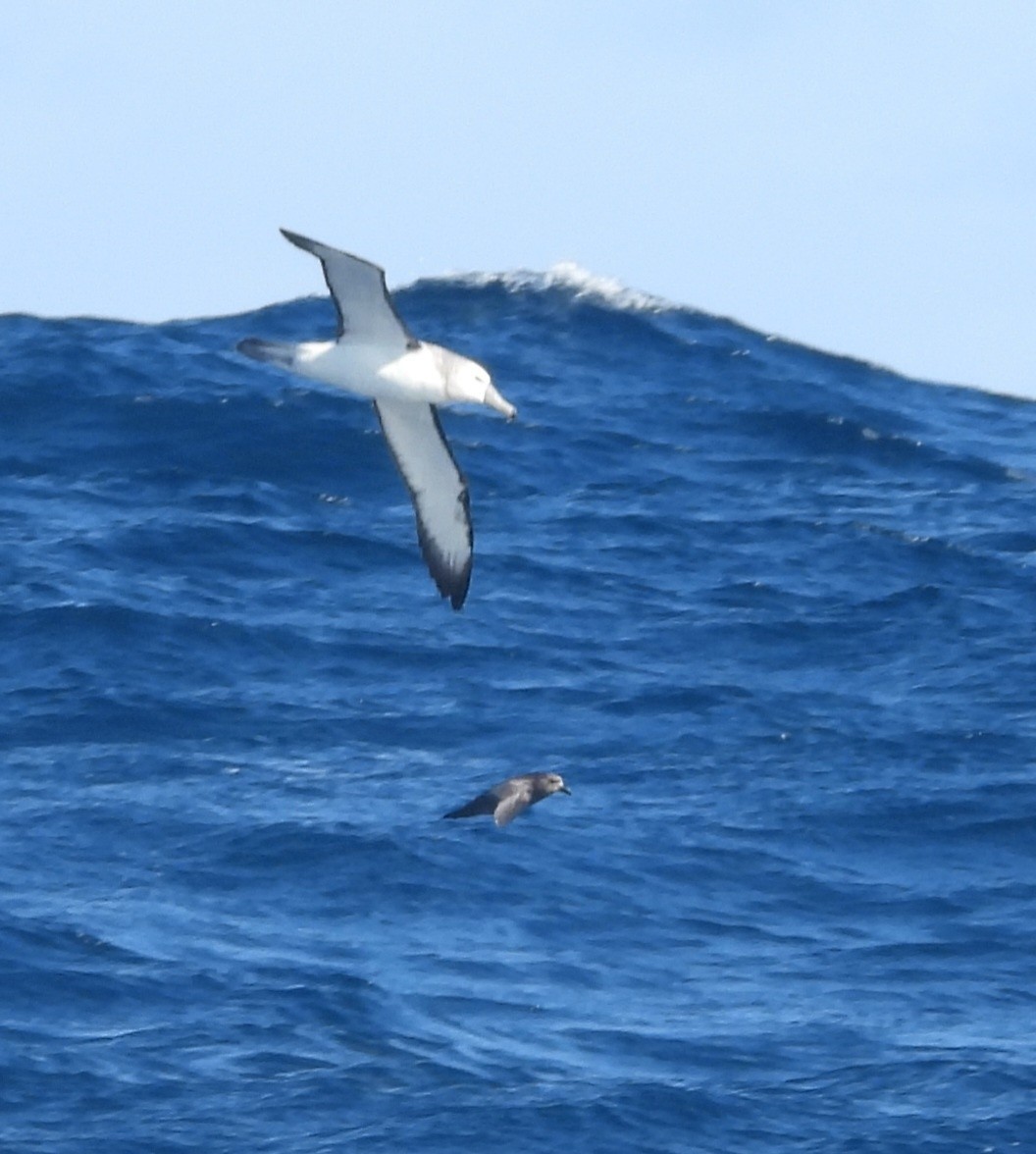 Gray-faced Petrel - ML643261463