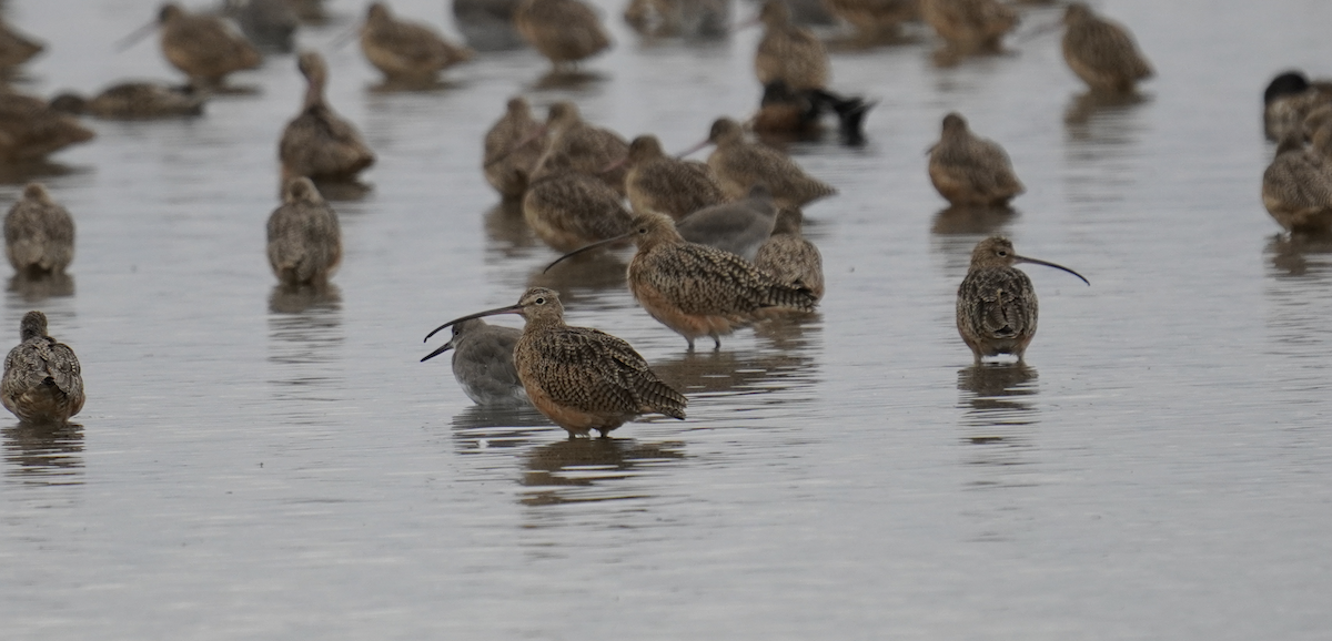 Long-billed Curlew - ML643261472