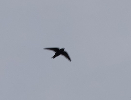 Galapagos Martin - ML643261479