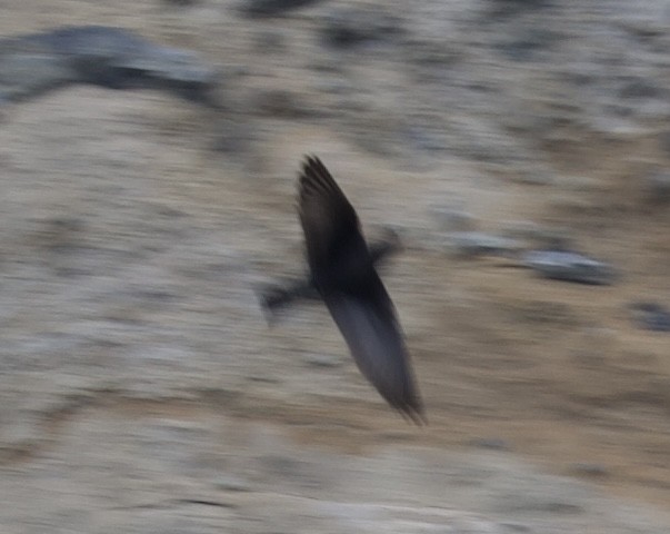 Galapagos Martin - ML643261480