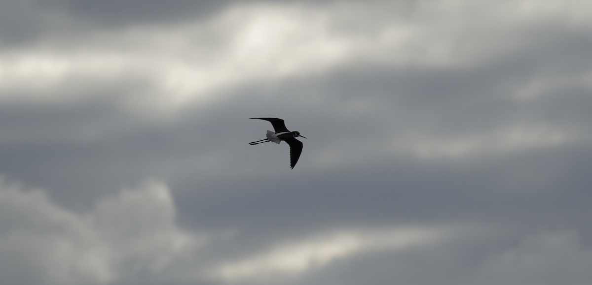 Black-necked Stilt - ML643261481