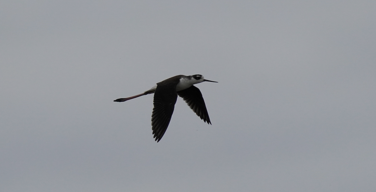 Black-necked Stilt - ML643261483