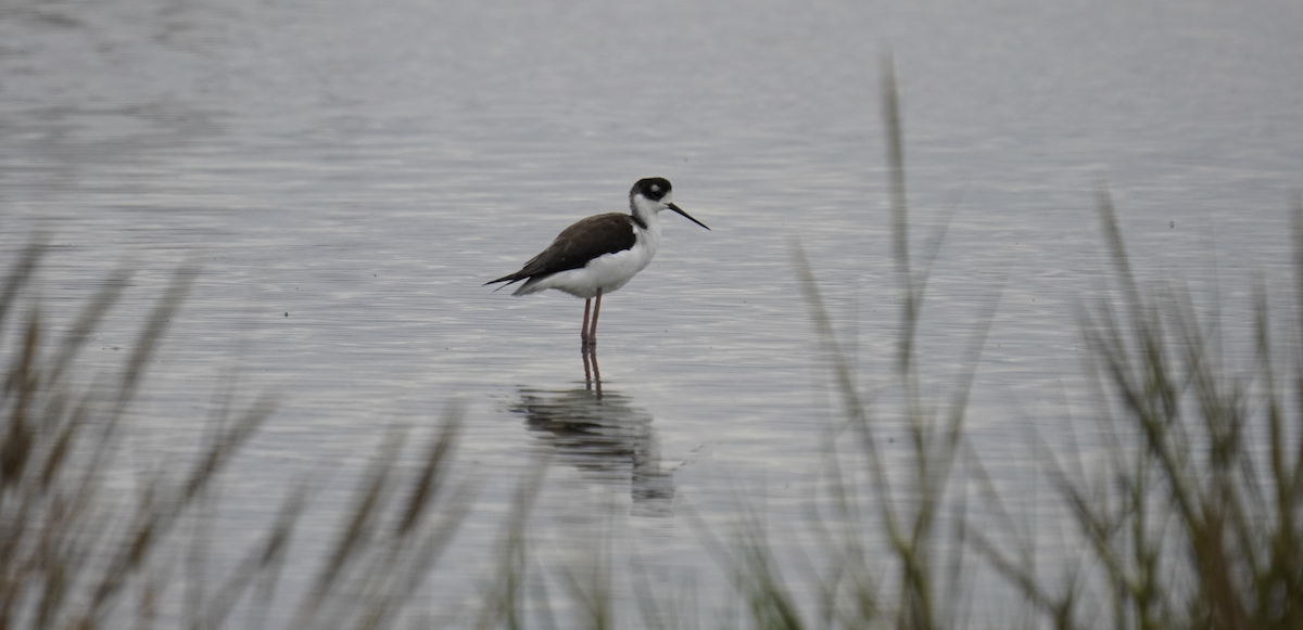 Black-necked Stilt - ML643261485