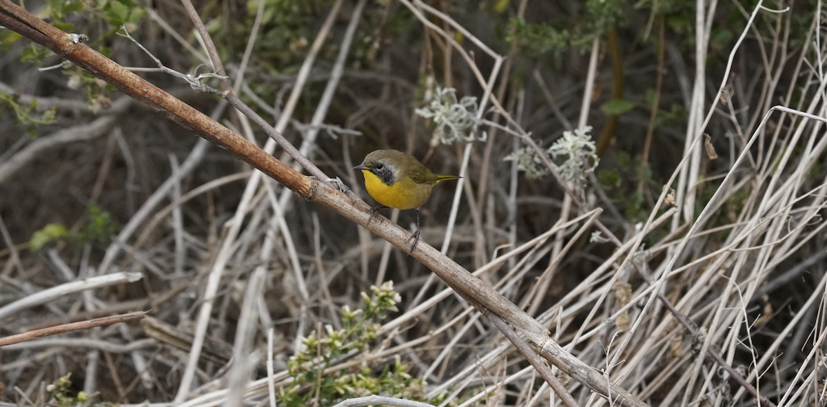 Common Yellowthroat - ML643261495