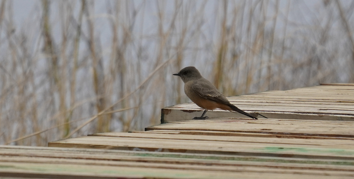 Say's Phoebe - ML643261499