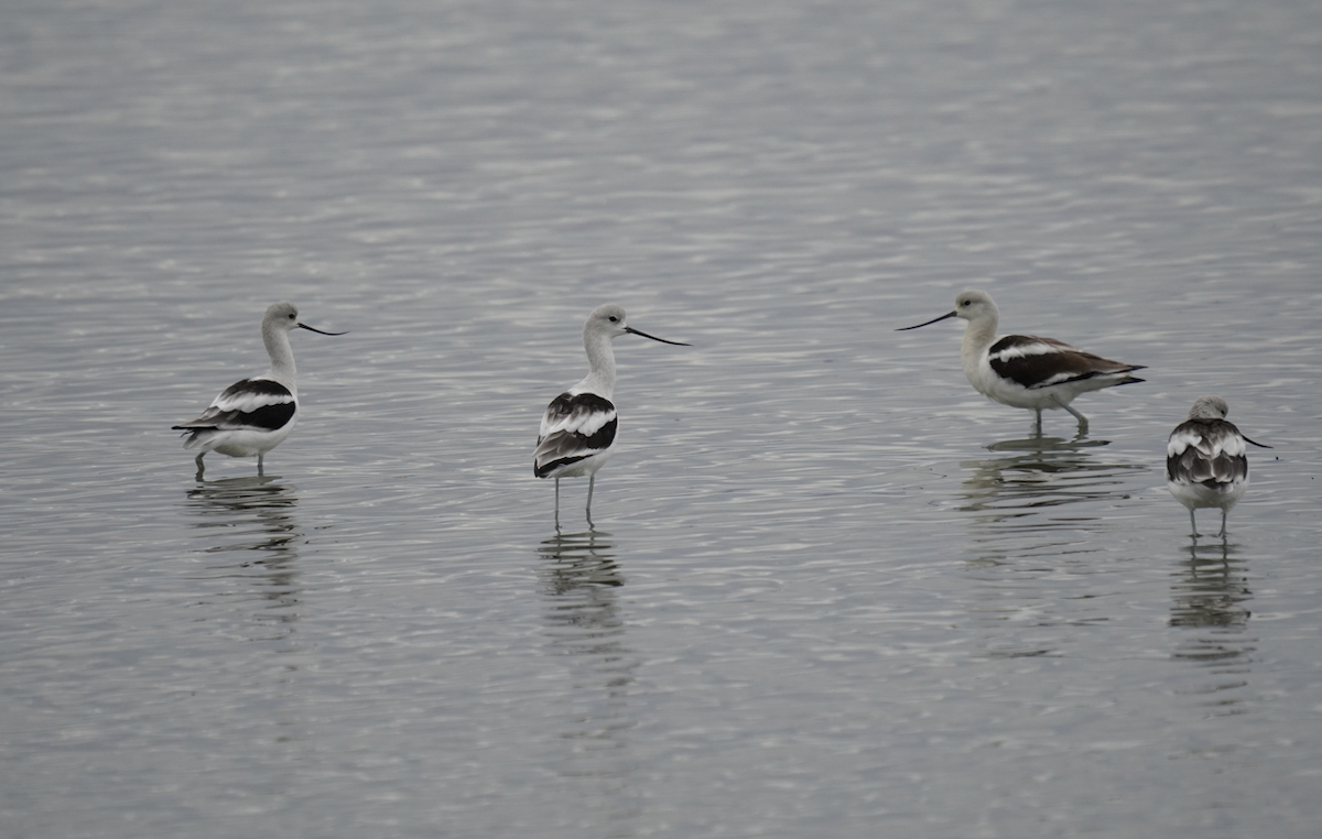 American Avocet - ML643261504