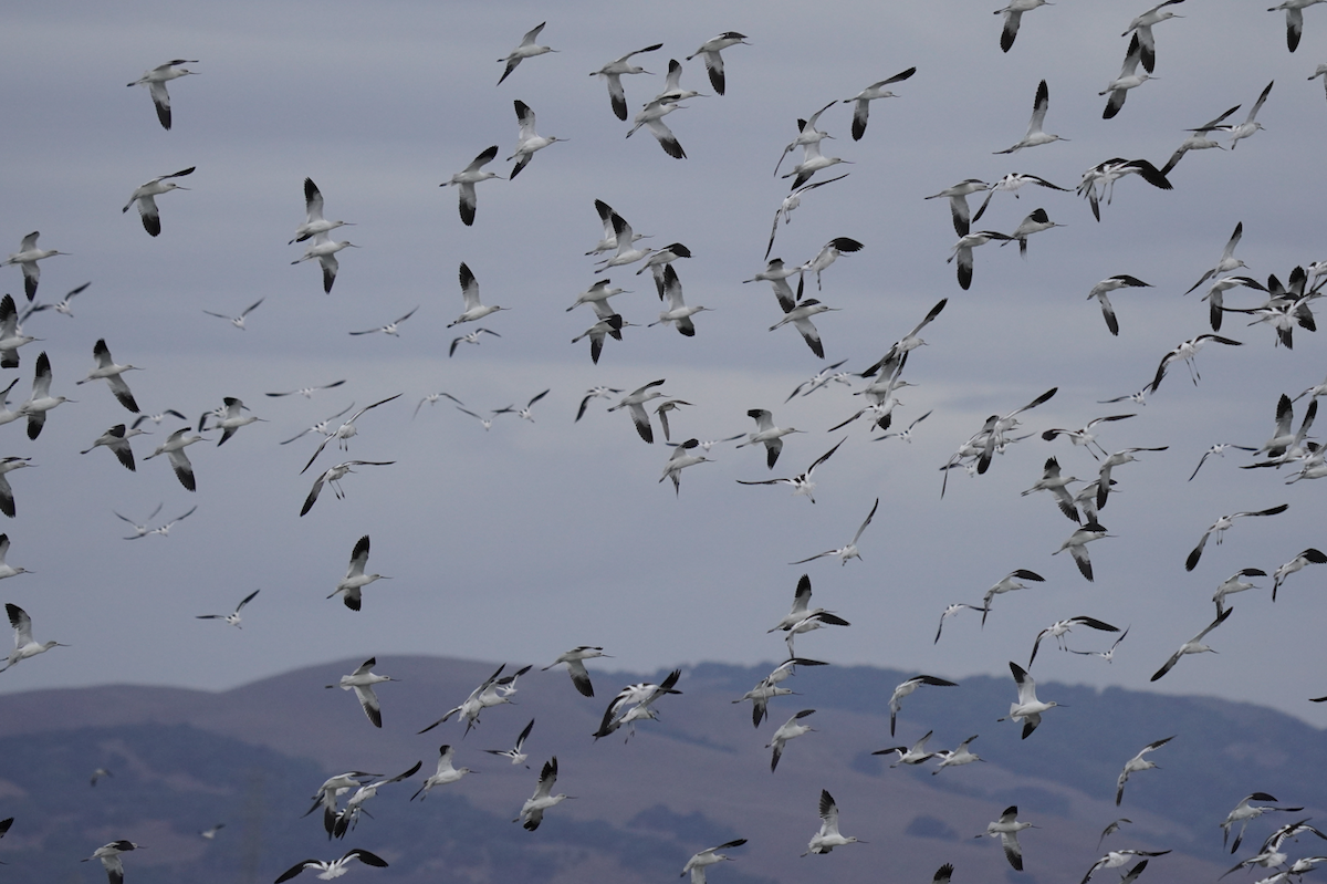 American Avocet - ML643261505