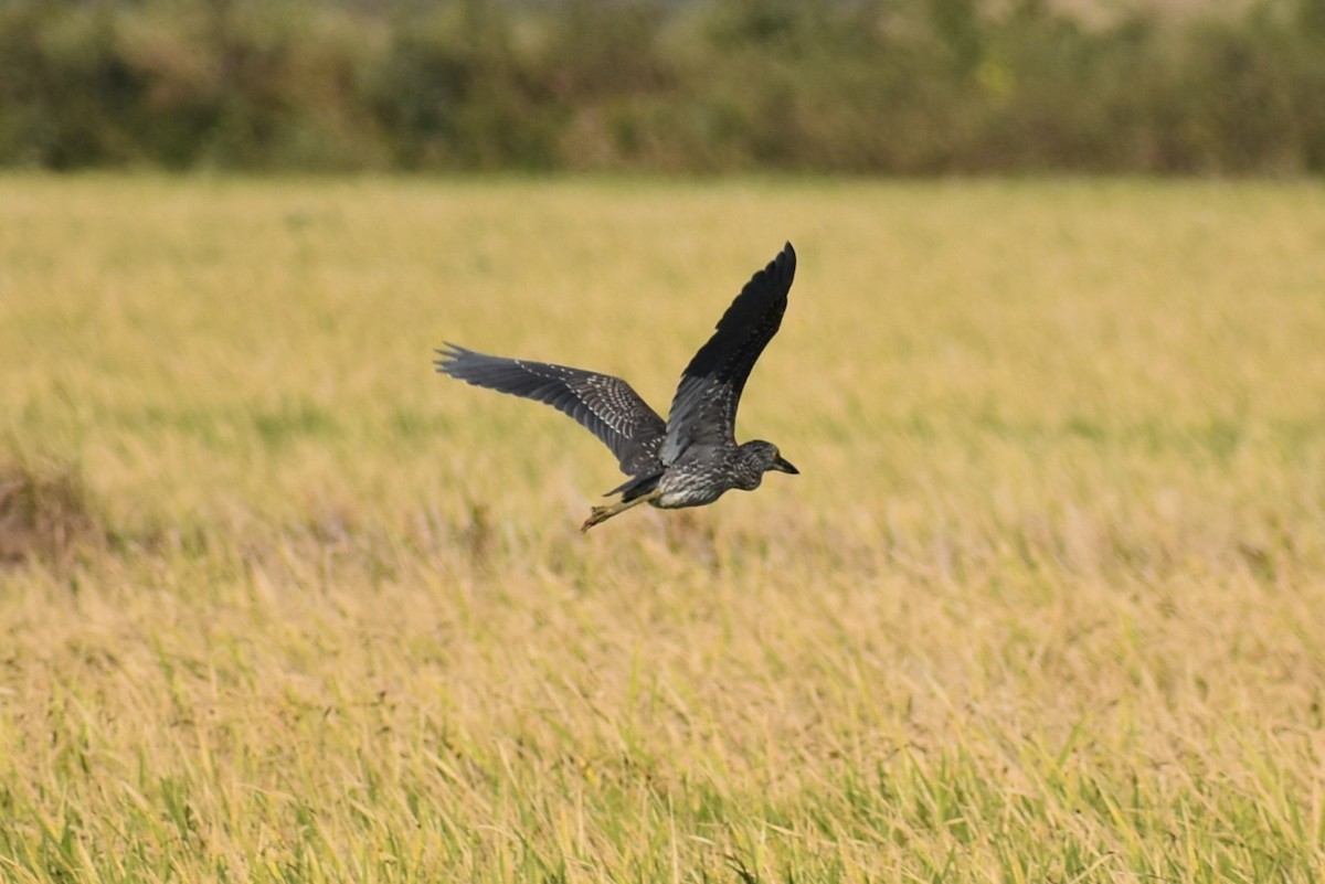 Yellow-crowned Night Heron - ML643261512