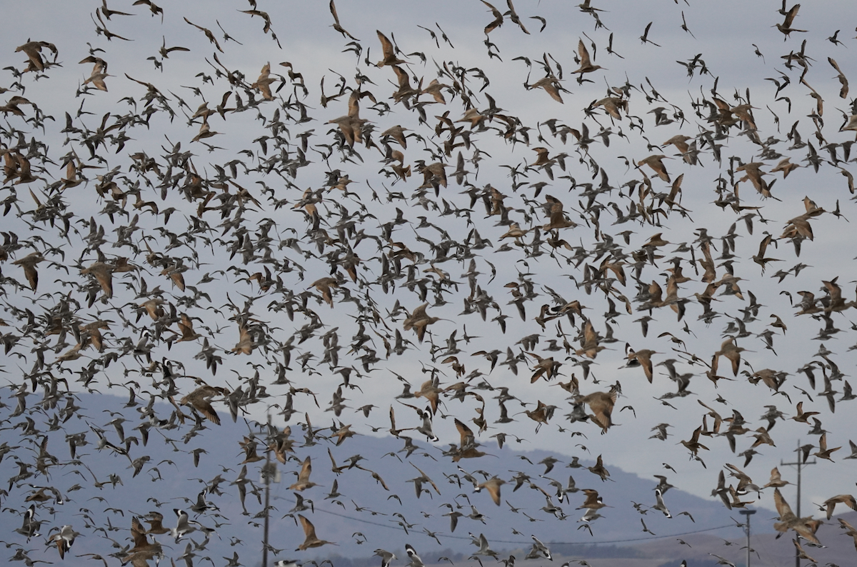 短嘴半蹼鷸/長嘴半蹼鷸 - ML643261518