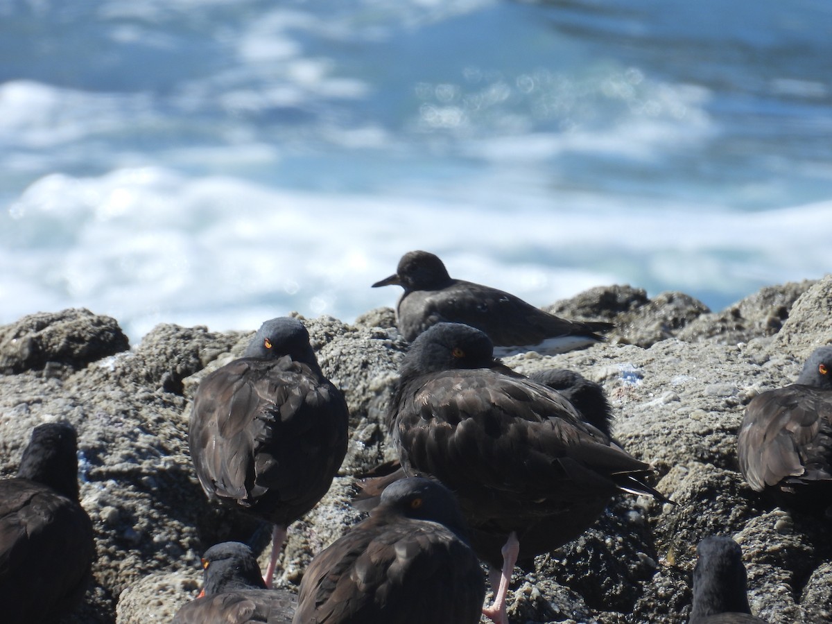 Black Turnstone - ML643261520