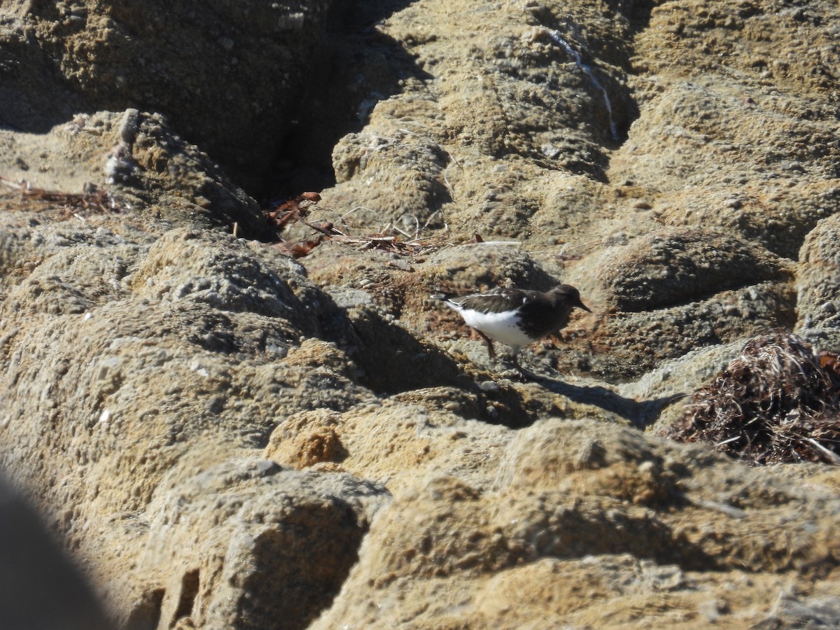 Black Turnstone - ML643261521