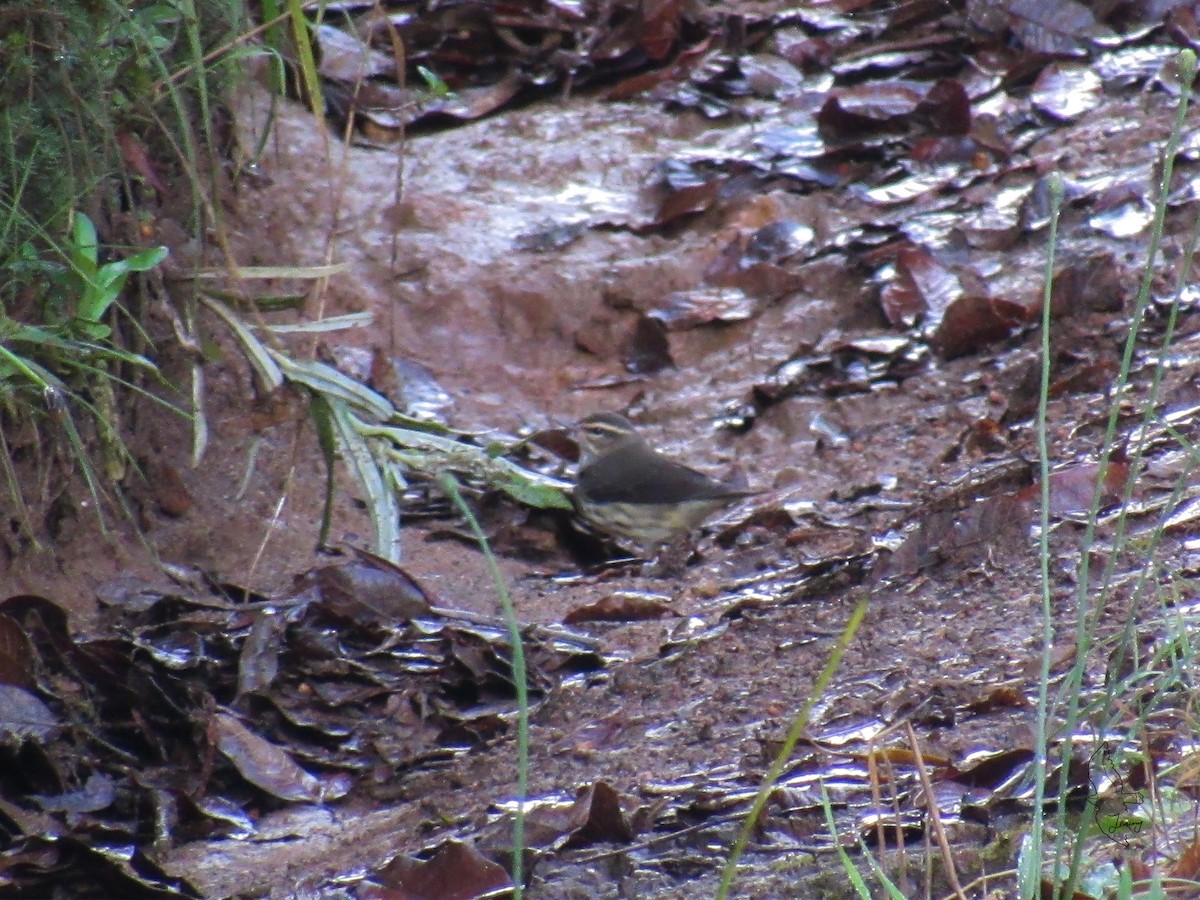 Louisiana Waterthrush - ML643261527