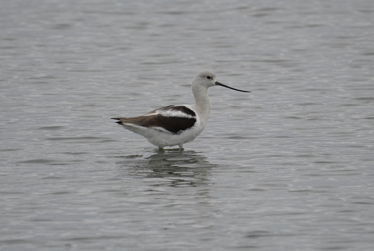 American Avocet - ML643261531