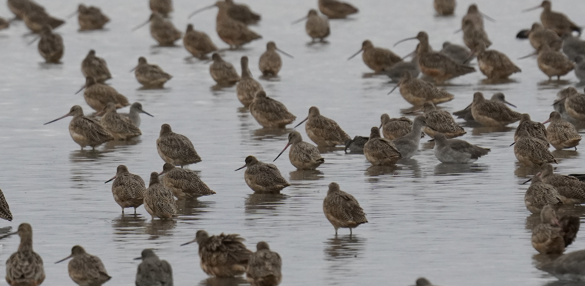 Marbled Godwit - ML643261532