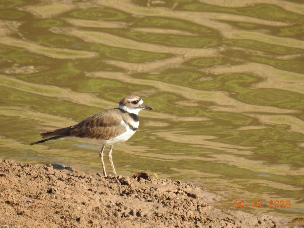 Killdeer - ML643261548