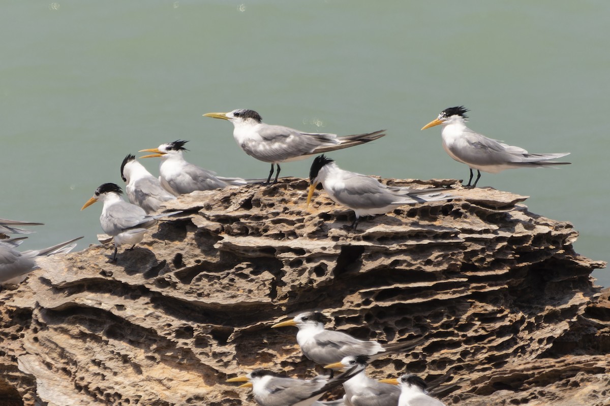 Lesser Crested Tern - ML643261552