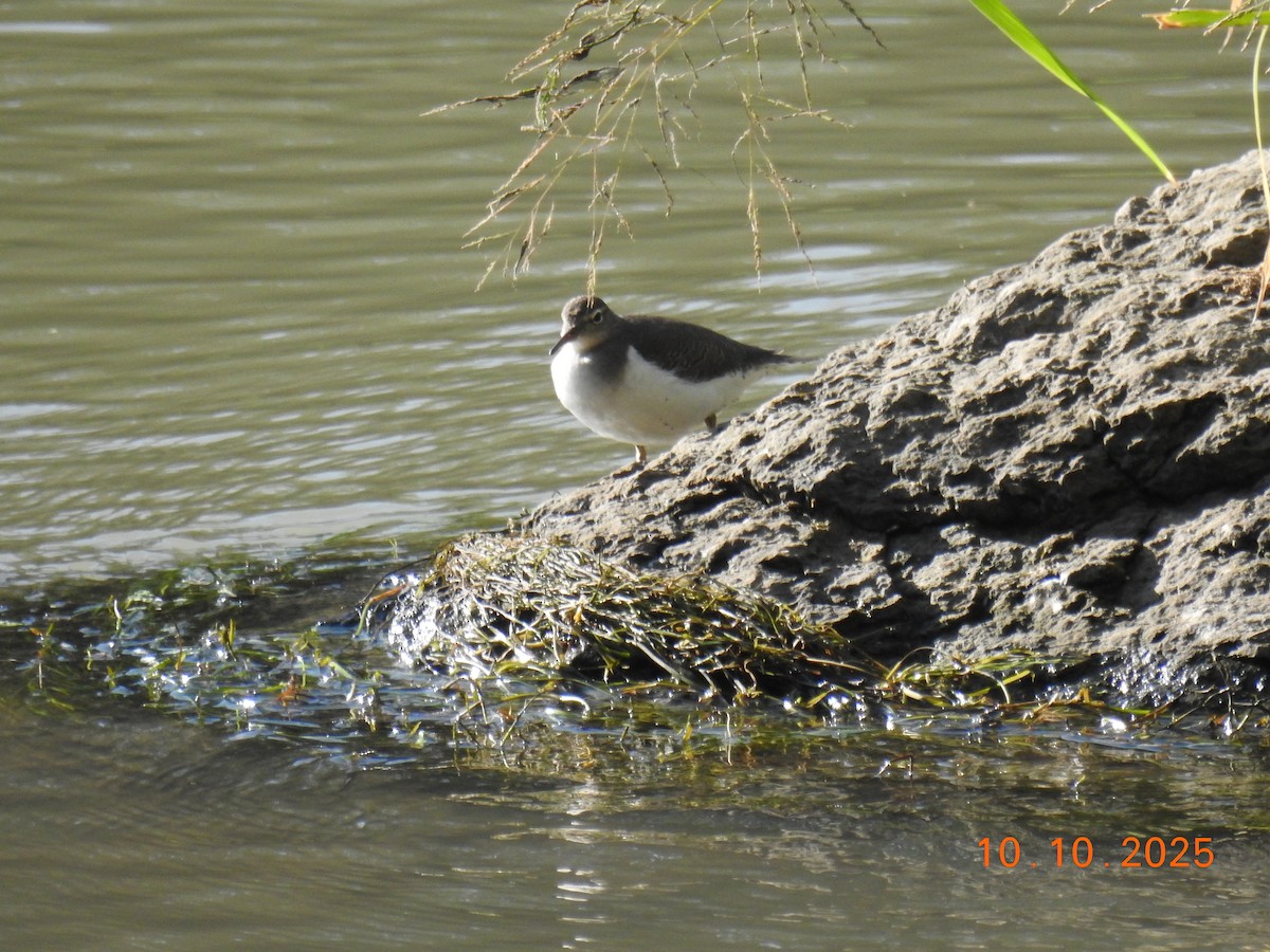 Spotted Sandpiper - ML643261561