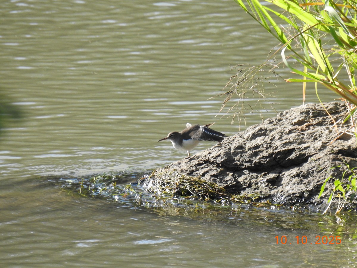Spotted Sandpiper - ML643261562