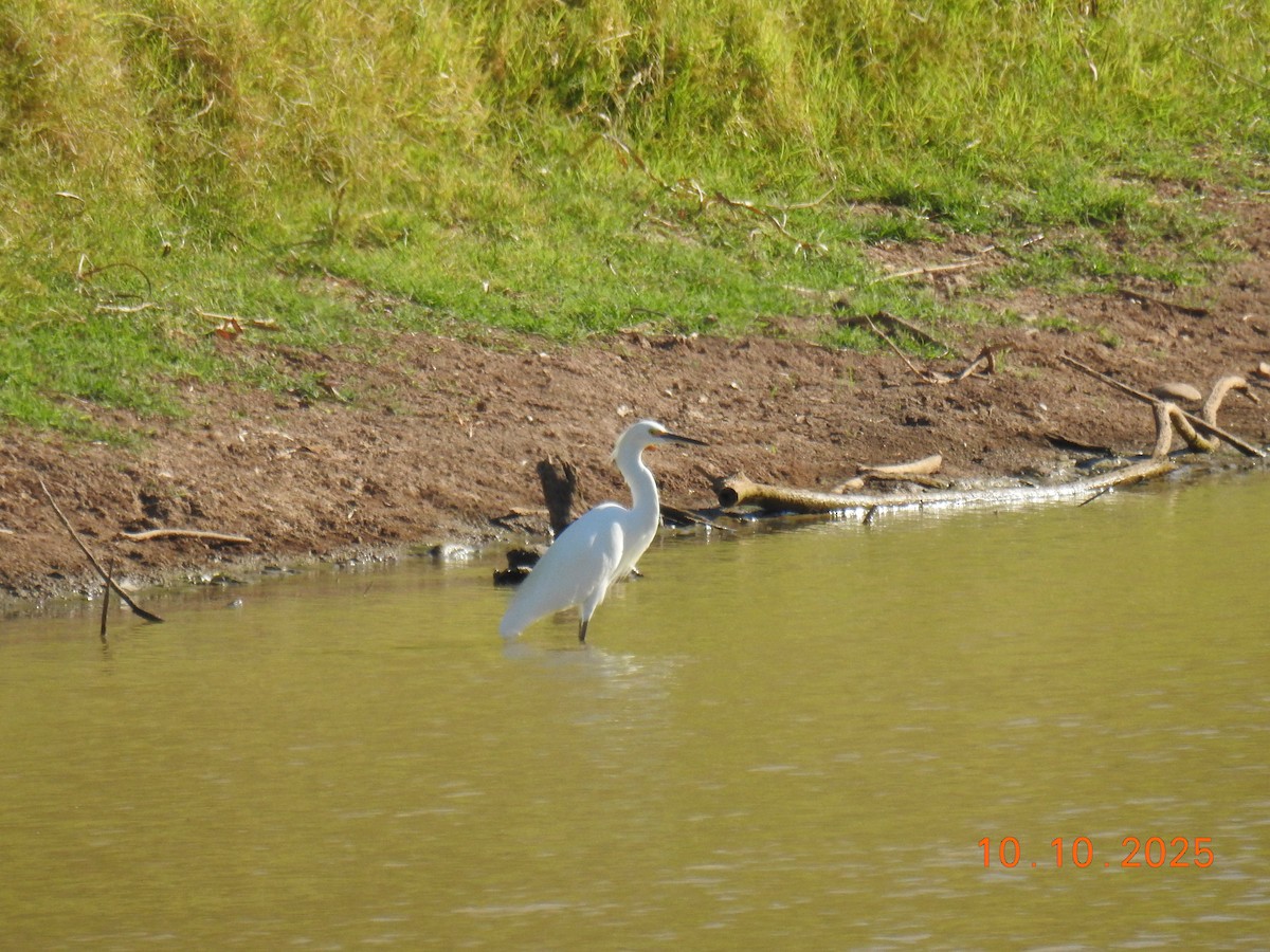 Snowy Egret - ML643261565