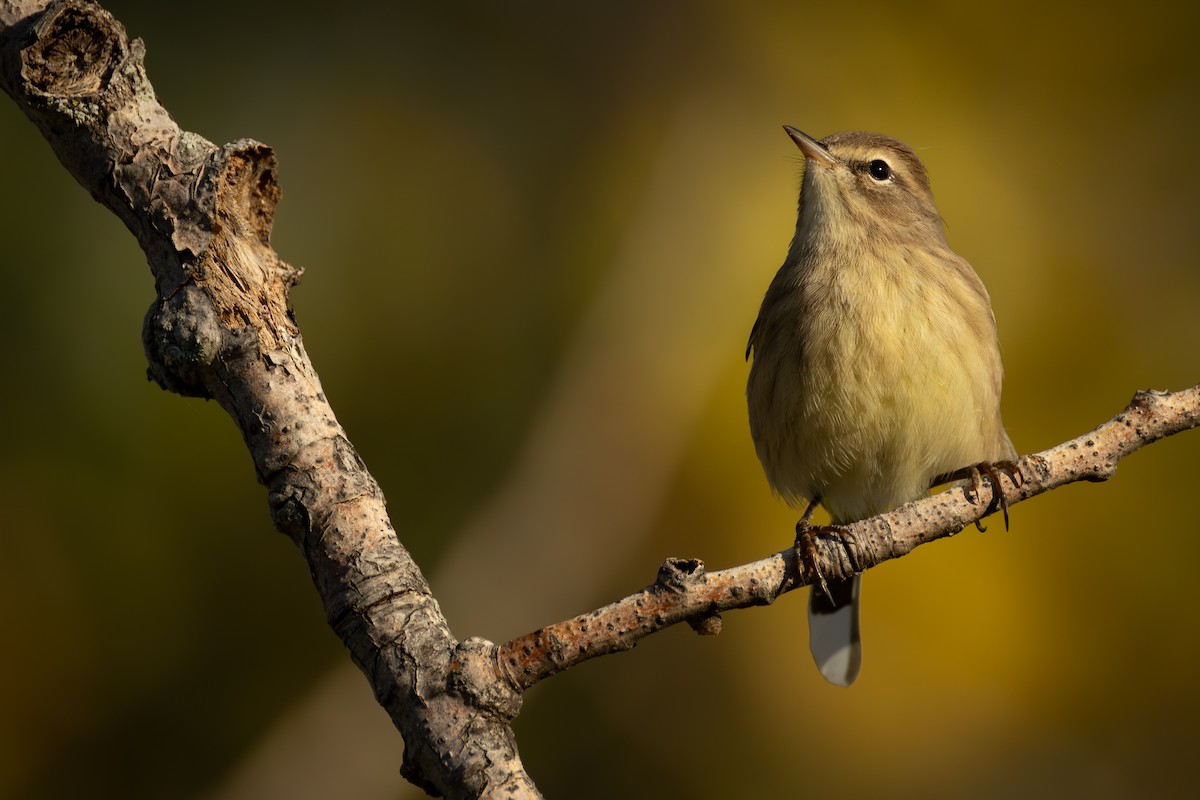 Palm Warbler - ML643261569