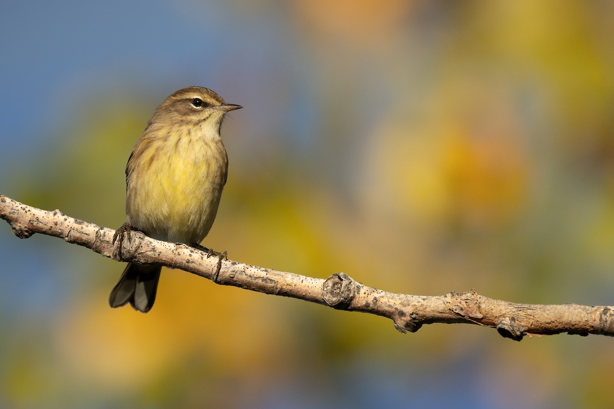 Palm Warbler - ML643261570