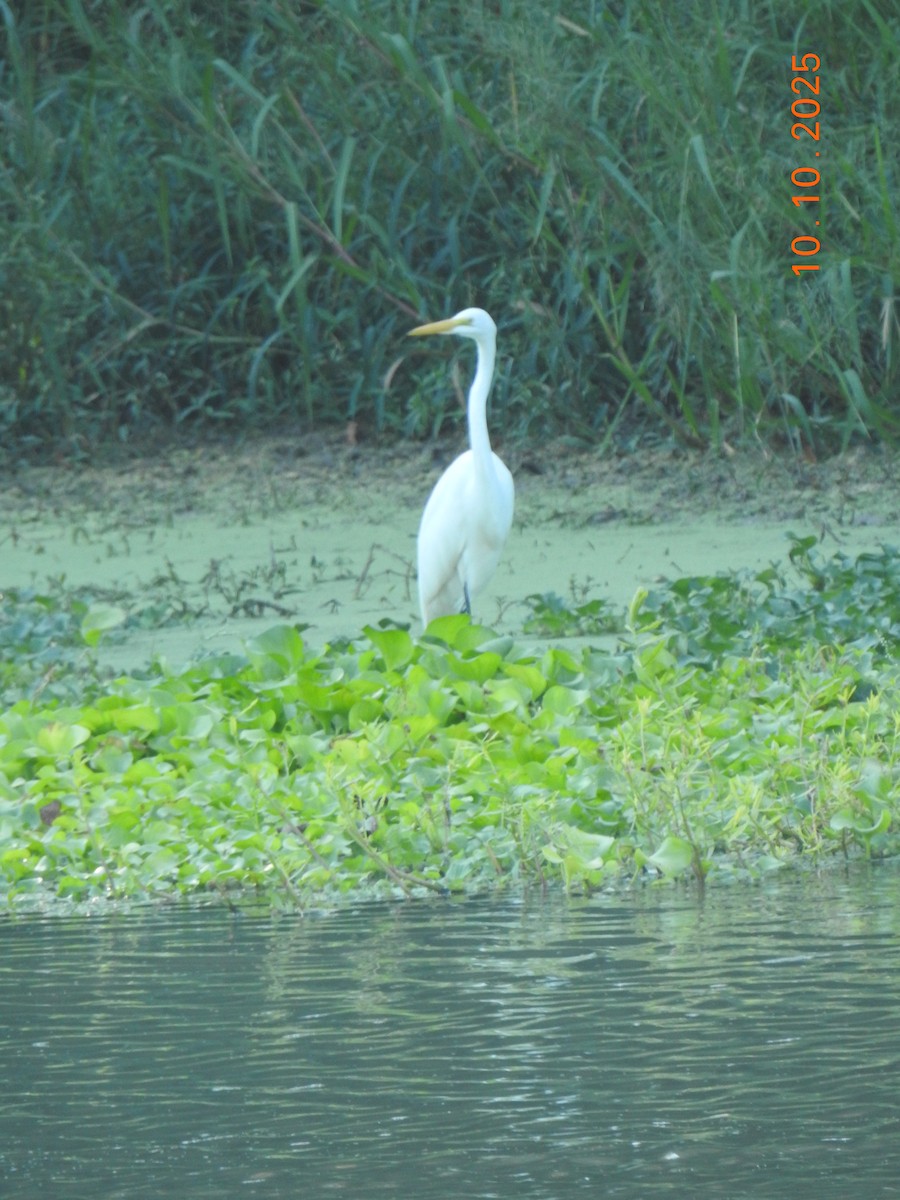 Great Egret - ML643261577