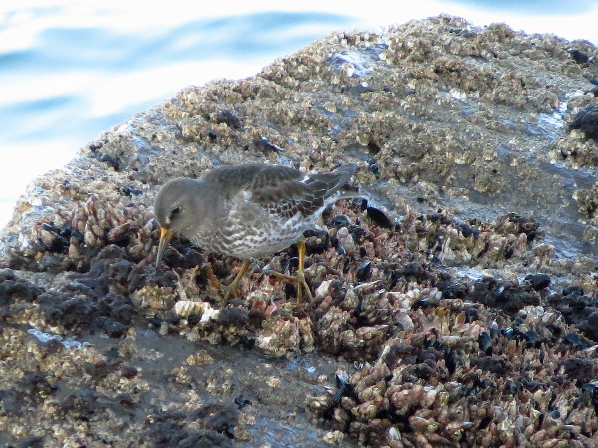 Beringstrandläufer - ML643261584