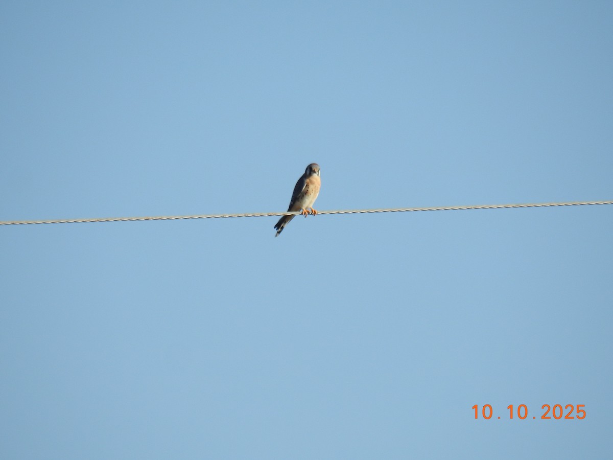 American Kestrel - ML643261592