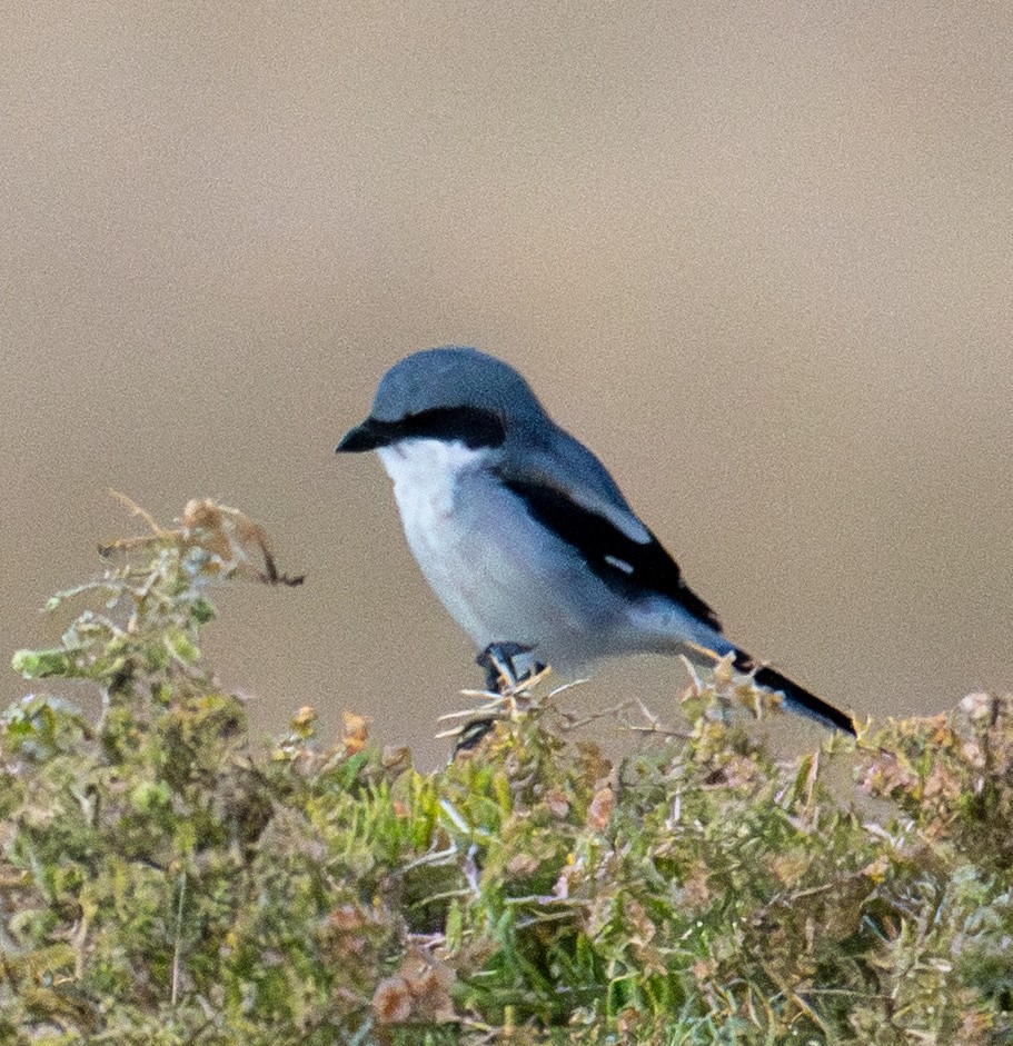 Loggerhead Shrike - ML643261595