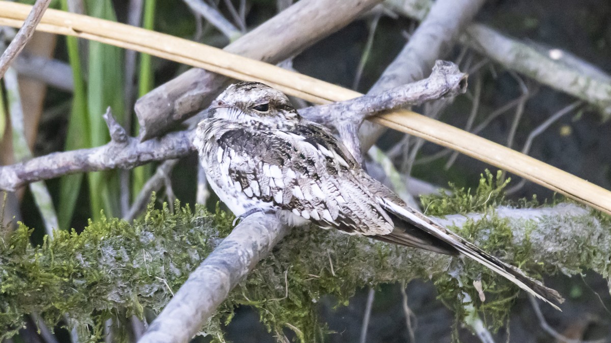 Ladder-tailed Nightjar - ML643261601