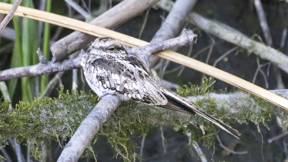 Ladder-tailed Nightjar - ML643261602