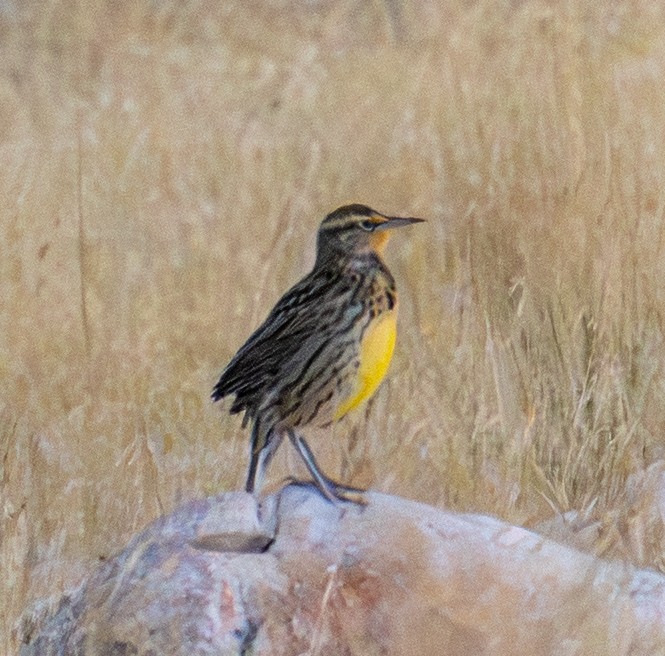 Western Meadowlark - ML643261603