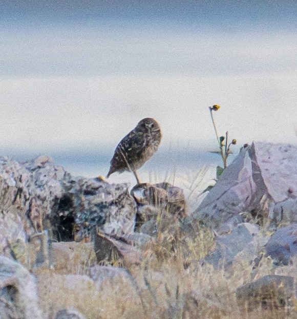 Burrowing Owl - ML643261608
