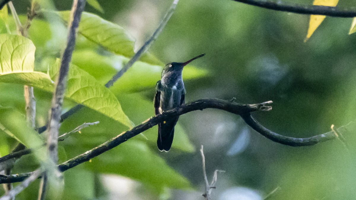 Glittering-throated Emerald - ML643261610