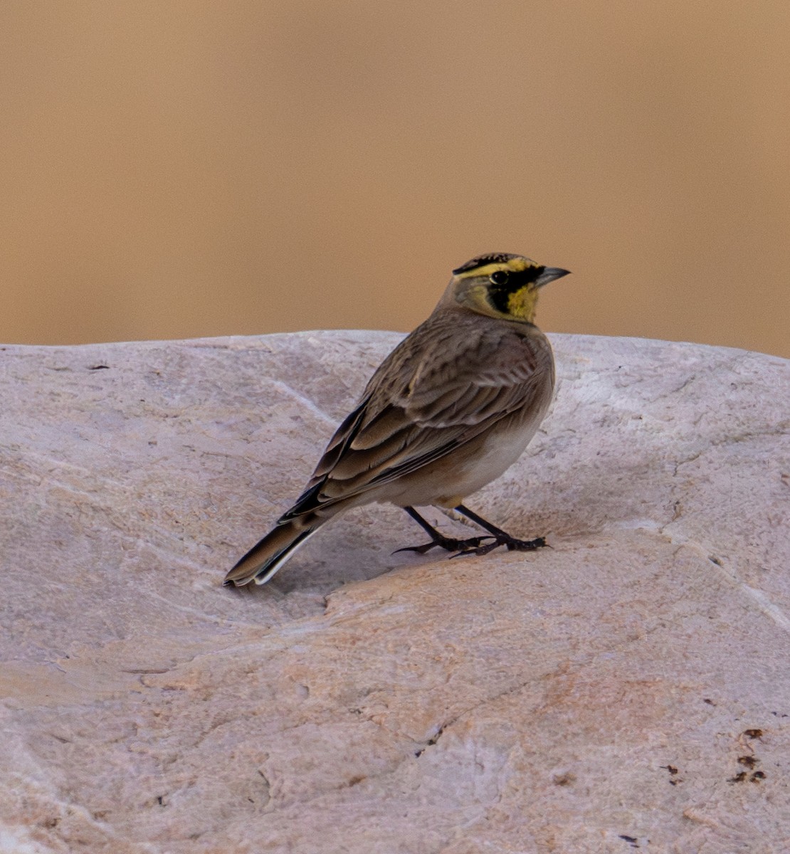 Horned Lark - ML643261622