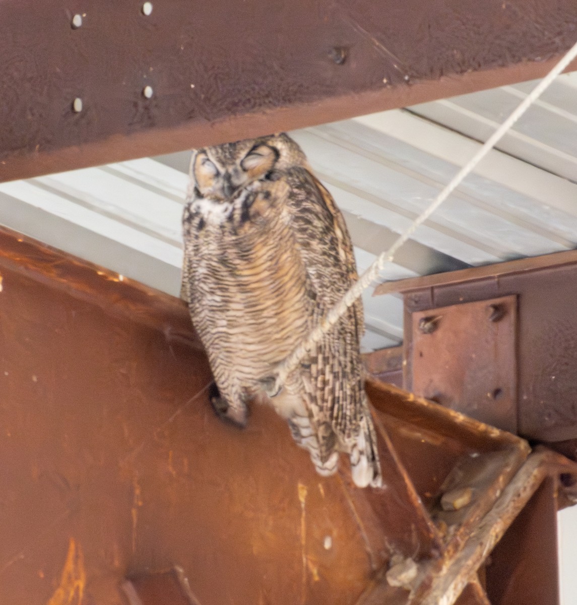 Great Horned Owl - ML643261627