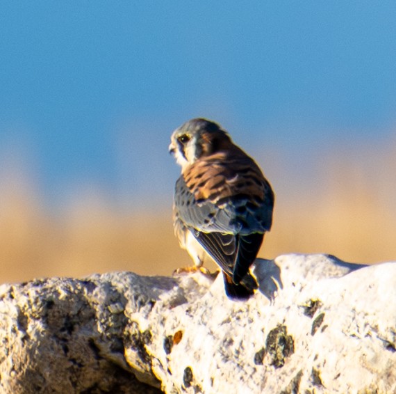 American Kestrel - ML643261629
