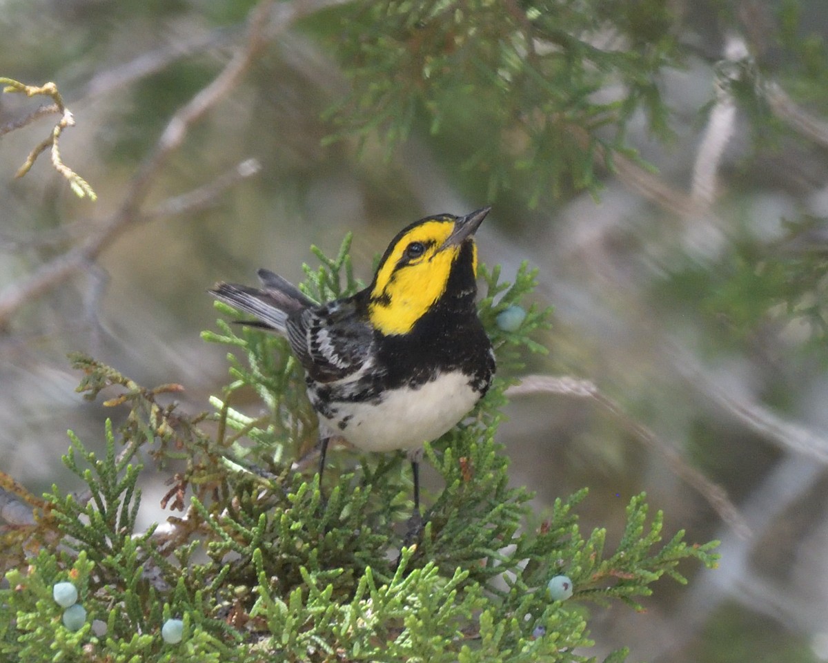 Golden-cheeked Warbler - ML643261633