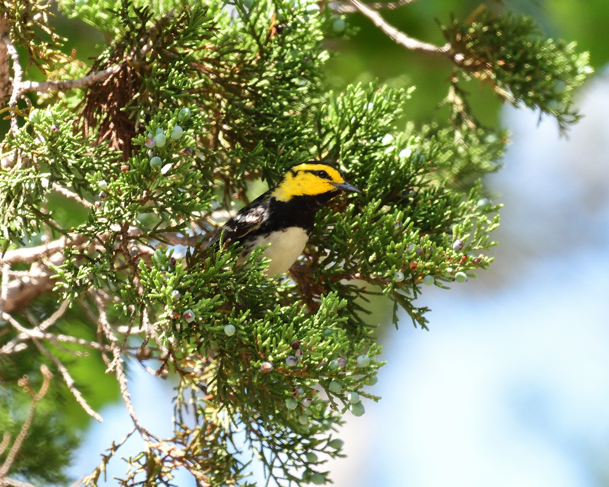 Golden-cheeked Warbler - ML643261634