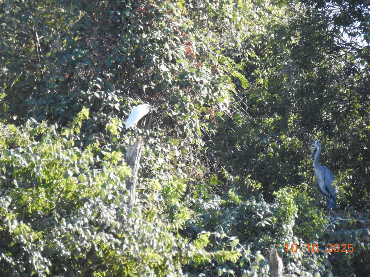 Great Blue Heron - ML643261638