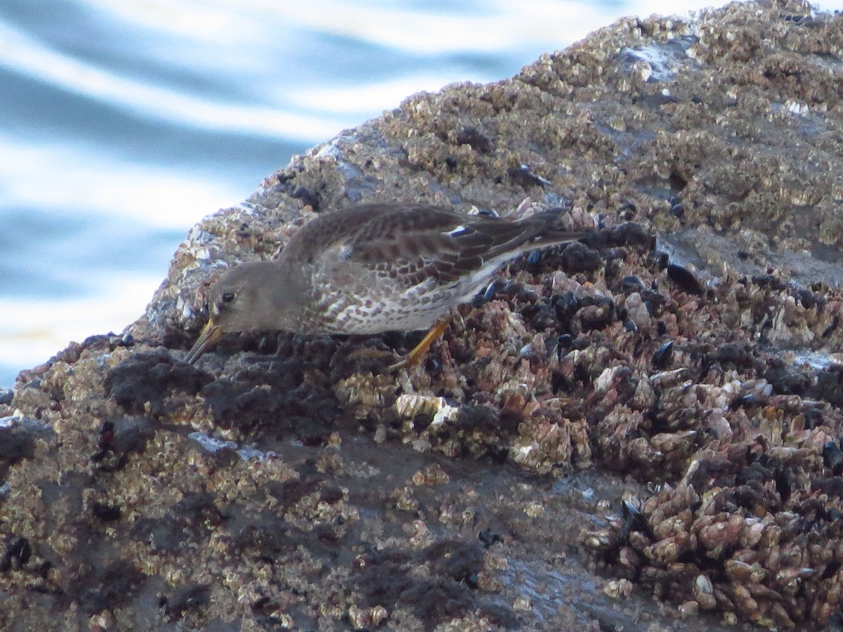 Beringstrandläufer - ML643261641