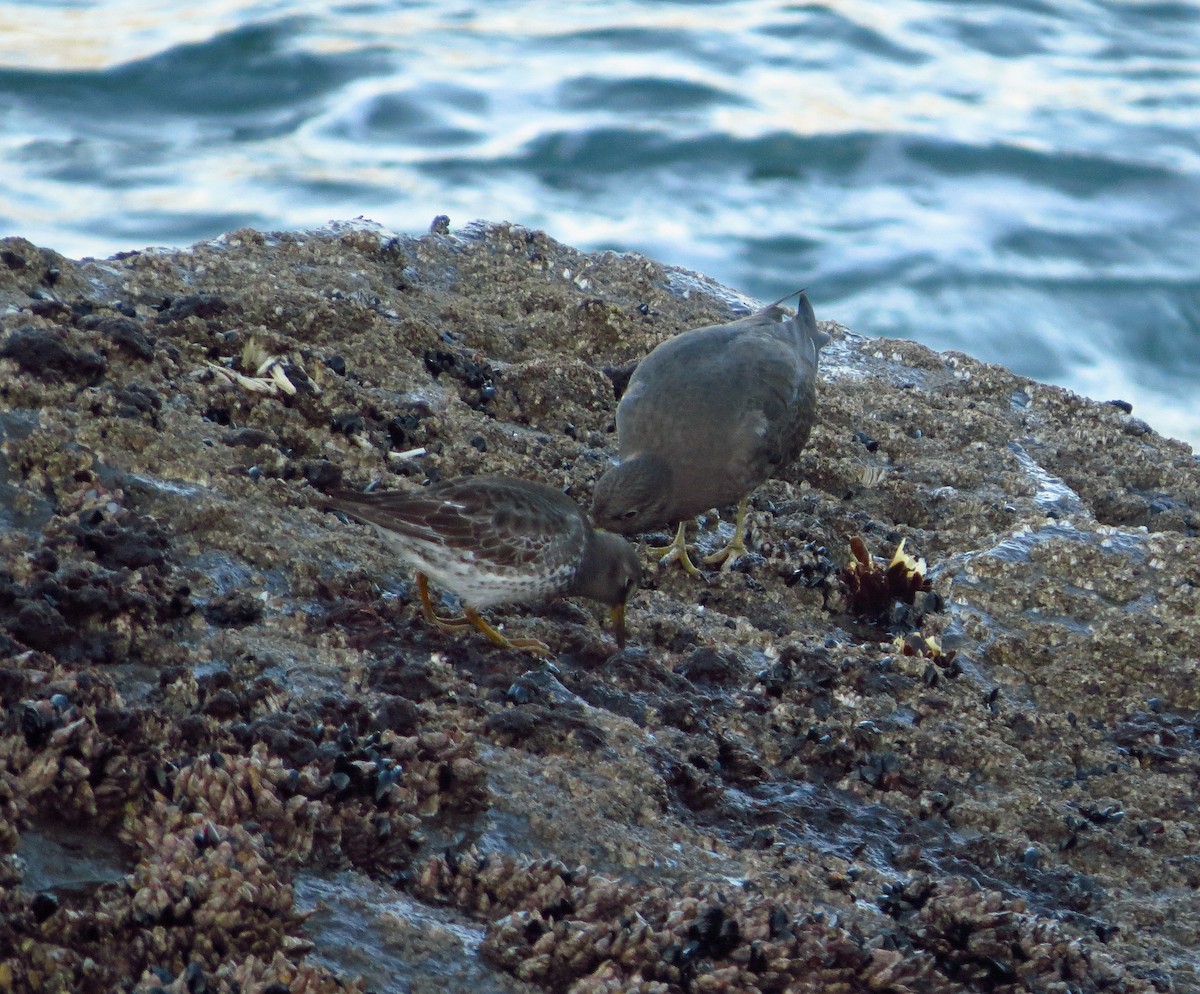 Beringstrandläufer - ML643261665