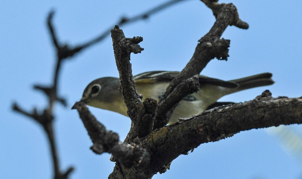 Vireo de Cassin - ML643261670
