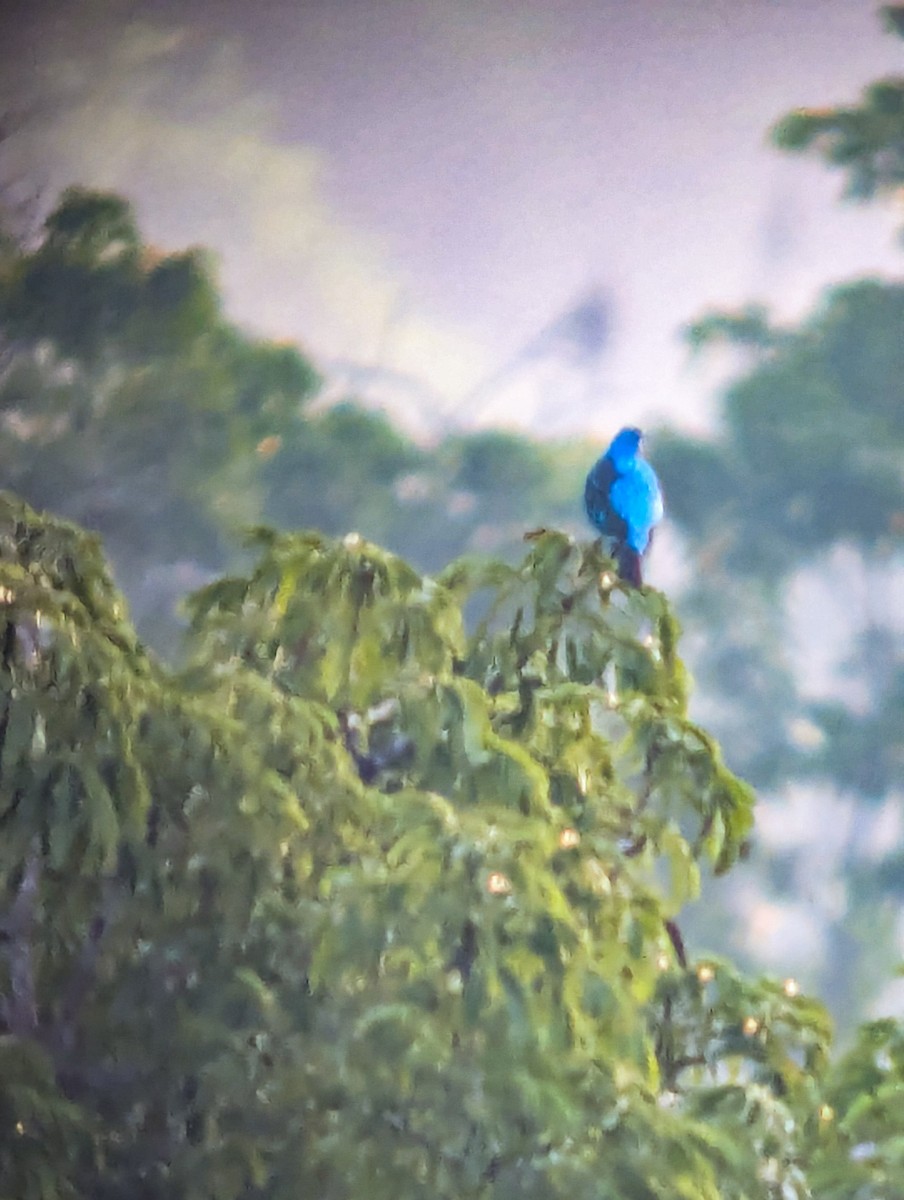 Spangled Cotinga - ML643261672