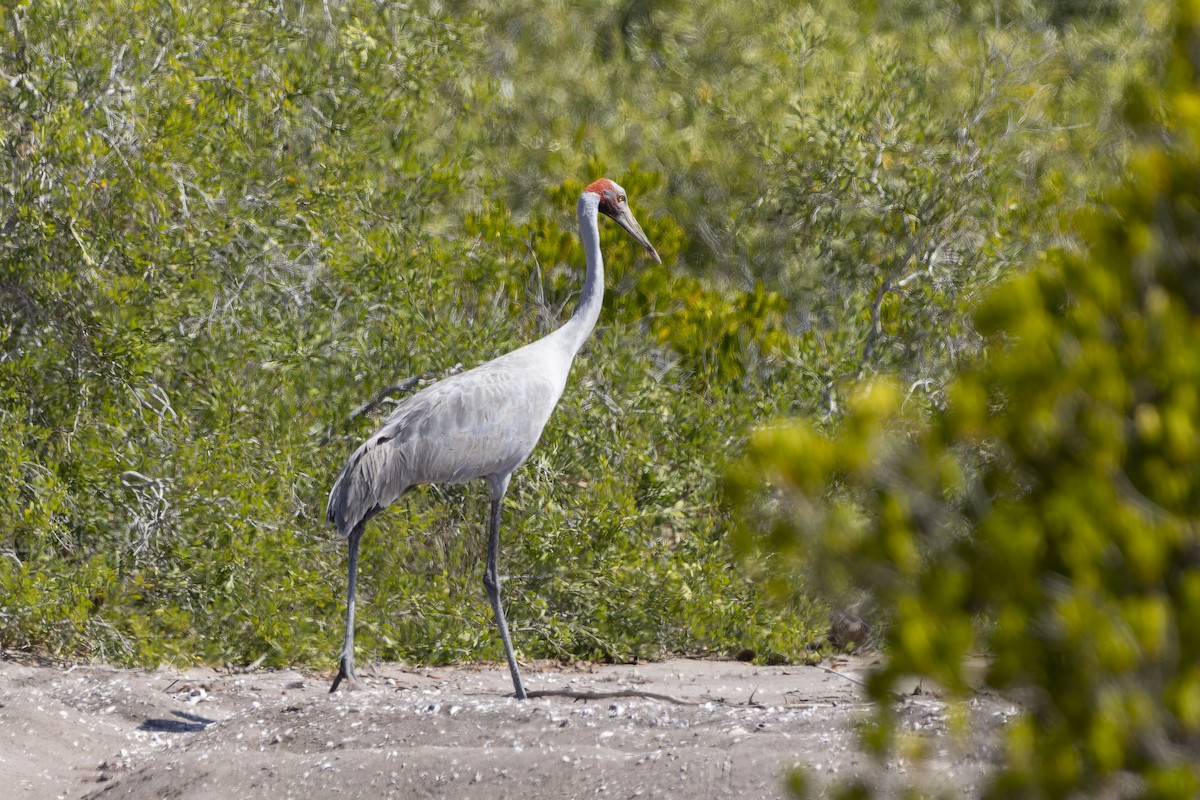Brolga - ML643261678