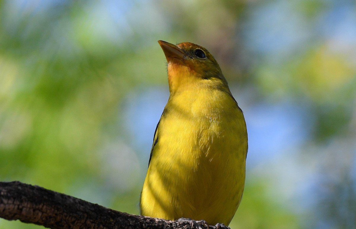 Western Tanager - ML643261683