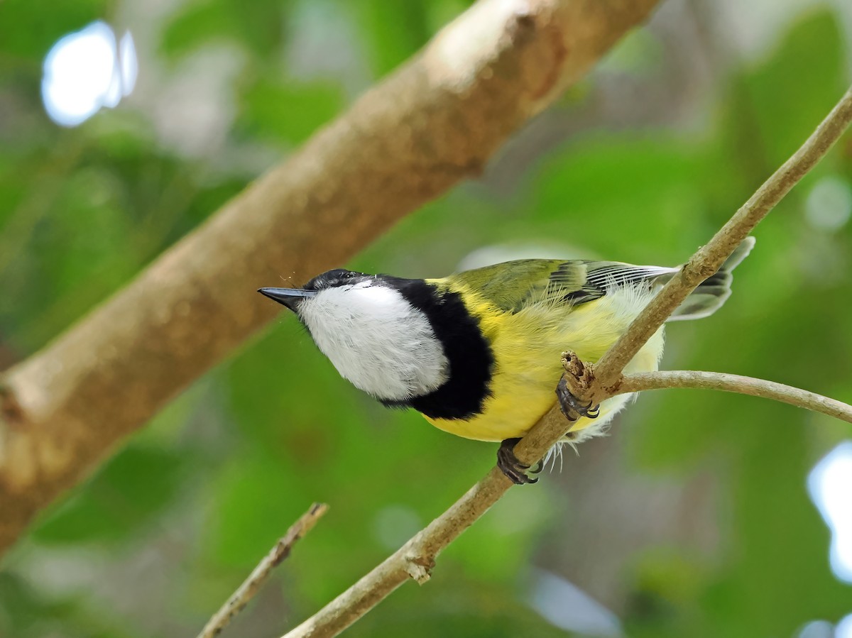 Golden Whistler (Eastern) - ML643261685
