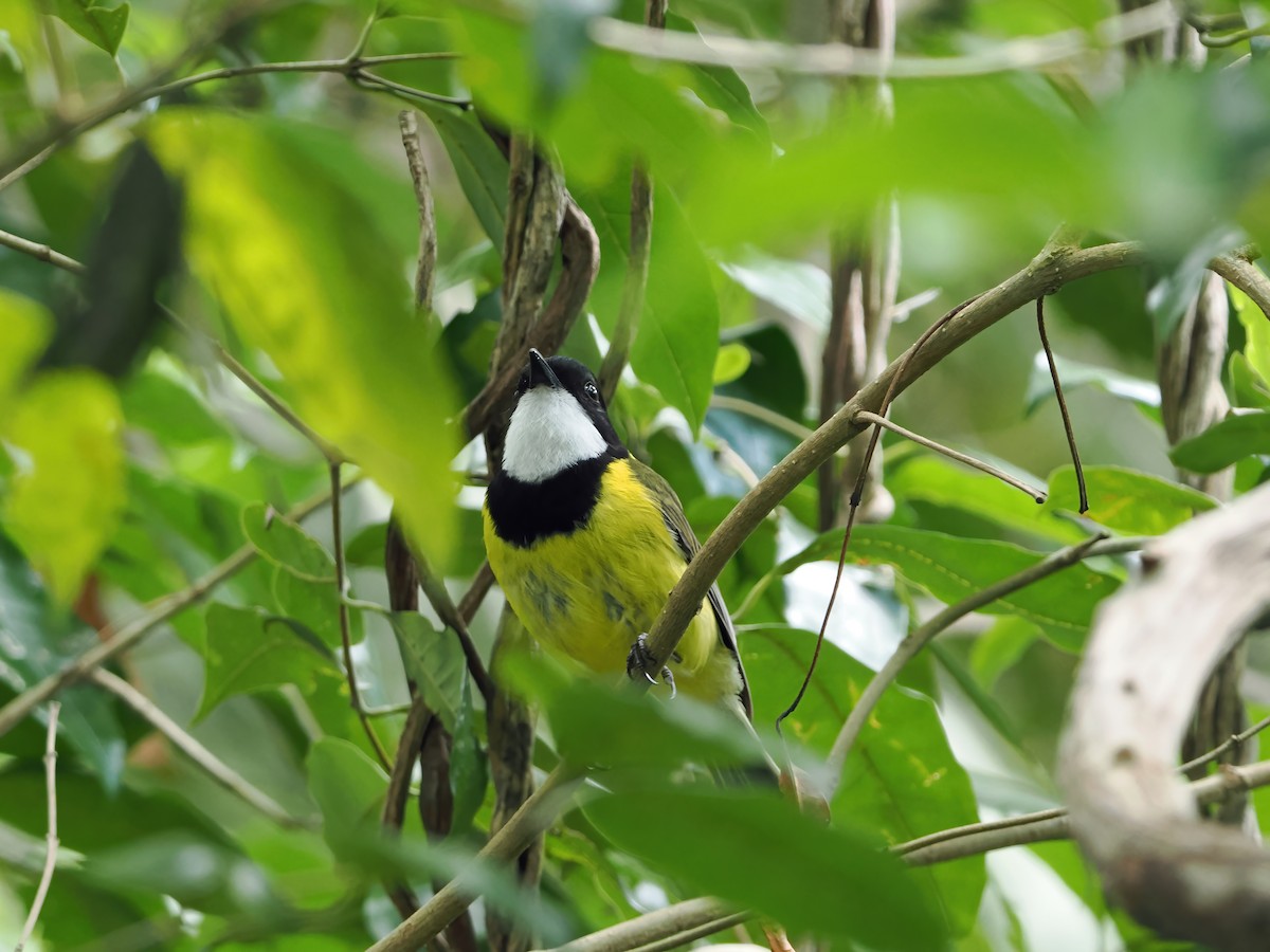 Golden Whistler (Eastern) - ML643261686